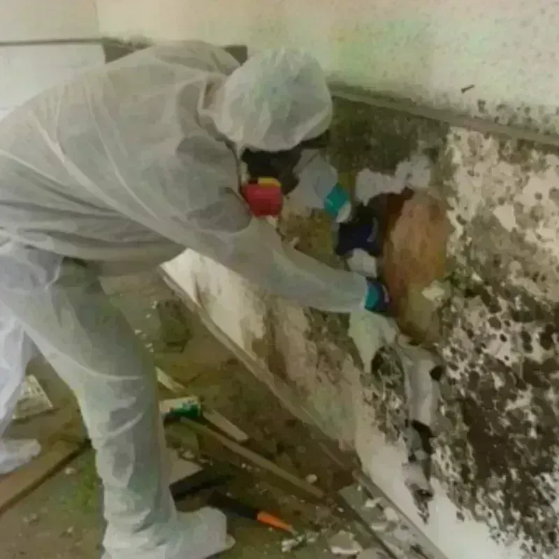 Mold Remediation and Removal in East Bridgewater, MA